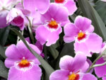 Miltoniopsis Second Love