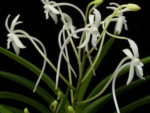 Neofinetia falcata MINI