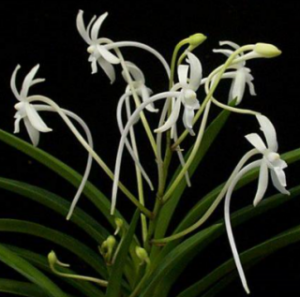 Neofinetia falcata MINI