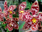Oncidium hybrid 02