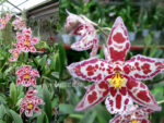 Oncidium hybrid 04