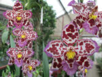 Oncidium hybrid 05