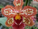 Oncidium hybrid 07