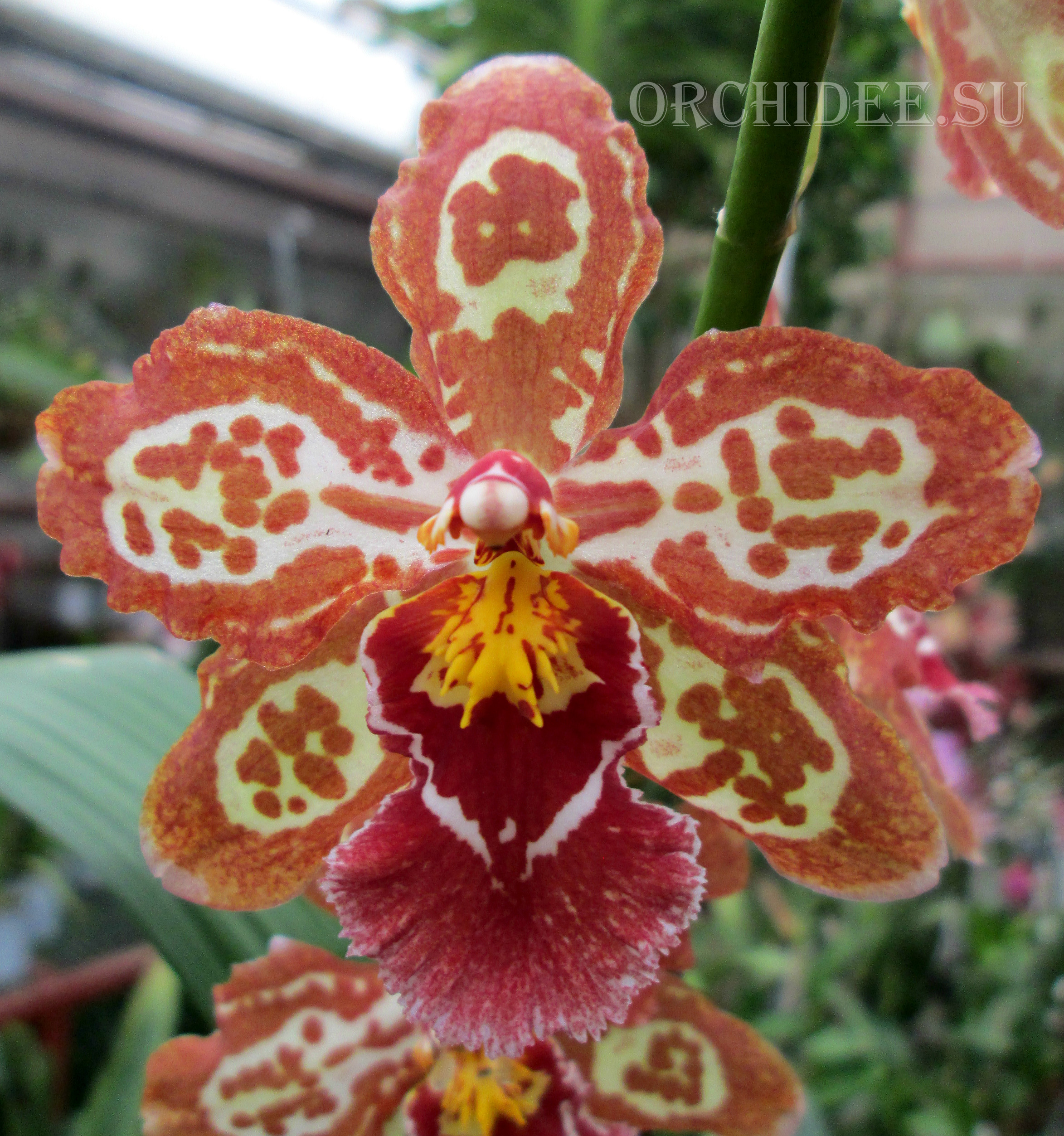 Oncidium hybrid 07