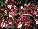 Oncidium Sharry Baby 'Sweet Fragrance' AM/AOS