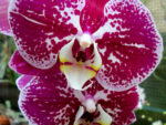 Phalaenopsis PH 01 Compilation