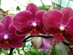 Phalaenopsis PH 055 Destiny