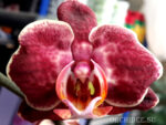 Phalaenopsis PH 126