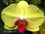 Phalaenopsis PH 136 Goldion