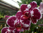 Phalaenopsis PH 176 Asian Pearl