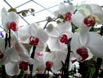 Phalaenopsis PH 122 Red lip
