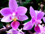 Phalaenopsis PHM 015 Patricia Lillian 'Bruxelles'