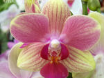 Phalaenopsis PHM 017 Summer Song