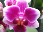 Phalaenopsis PHM 018 Sogo Tris (Be Tris x Rudolph)