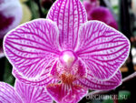Phalaenopsis PHM 019