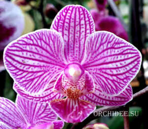 Phalaenopsis PHM 019