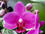 Phalaenopsis PHM 020 Catalina