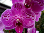 Phalaenopsis PHM 041