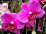Phalaenopsis PHM 048 Hot spot