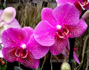 Phalaenopsis PHM 048 Hot spot