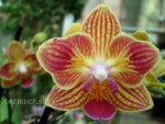 Phalaenopsis PHM 052 Chingruey's Goldstaff