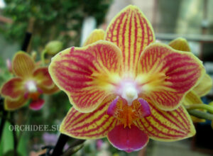 Phalaenopsis PHM 052 Chingruey's Goldstaff