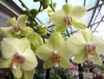 Phalaenopsis PY 007