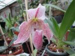 Paphiopedilum bellatum x spicerianum