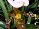 Paphiopedilum tranlienianum