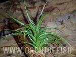 Tillandsia aeranthos Bronze