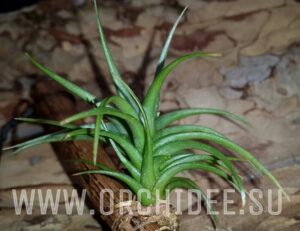 Tillandsia aeranthos Bronze