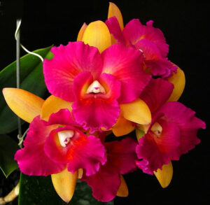 Potinara Kat E-Sun x Brassolaeliocattleya Tzeng-Wen Beauty