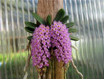 Schoenorchis fragrans