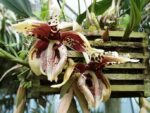 Stanhopea tigrina