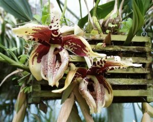 Stanhopea tigrina