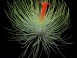 Tillandsia andreana