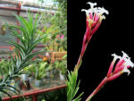 Tillandsia araujei