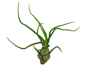 Tillandsia bulbosa