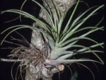 Tillandsia fasciculata