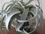 Tillandsia xerographica