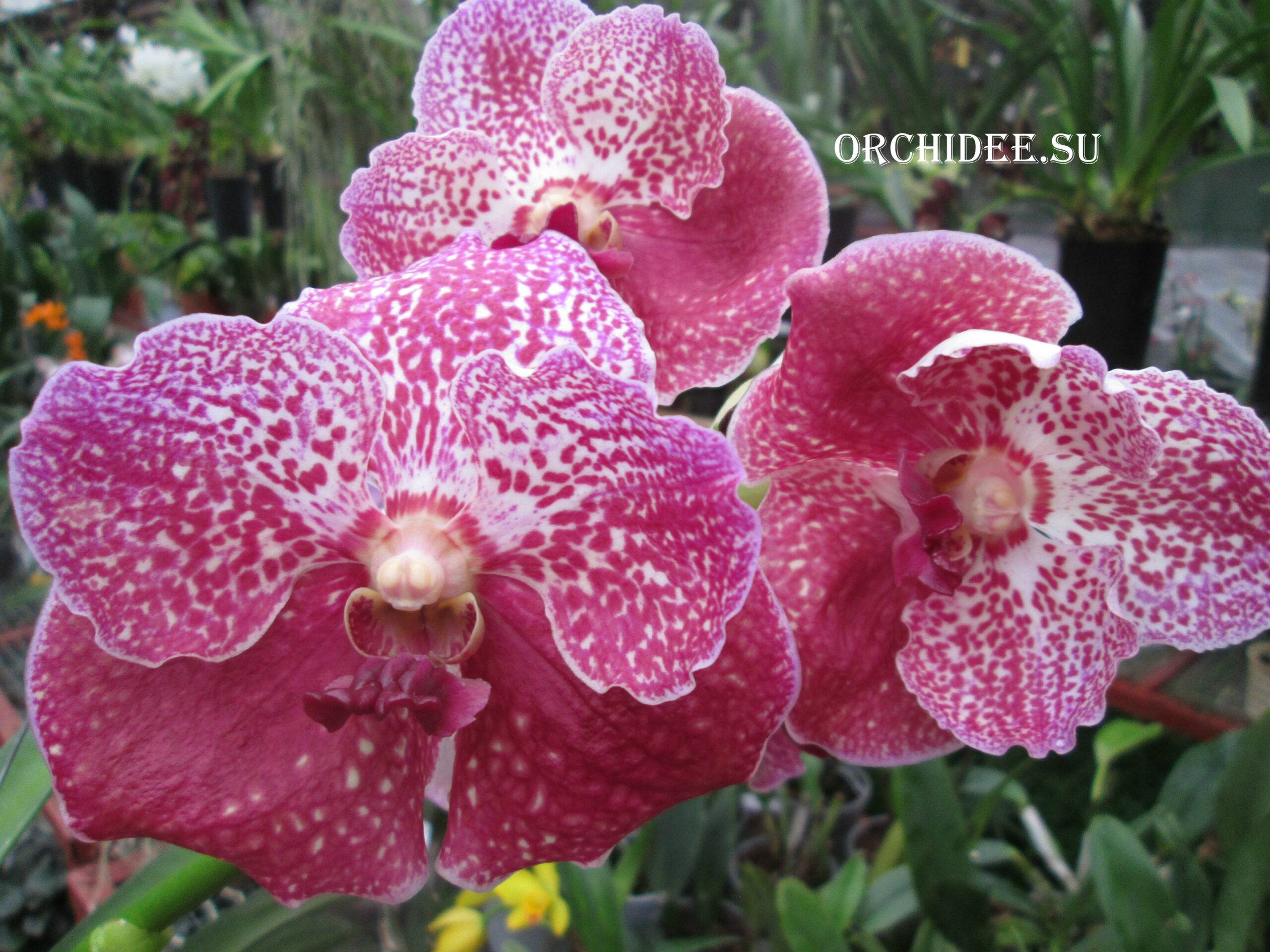 Vanda Madame Rattana x Vanda Rattana - Faye Benette