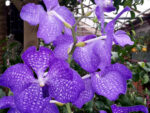 Vanda Kanchana Magic Blue