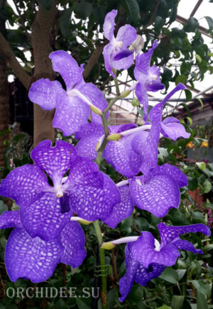 Vanda Kanchana Magic Blue