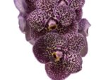 Vanda Sunanda Deep Purple Spots