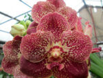 Vanda hybrid 03