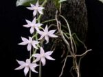 Aerangis articulata