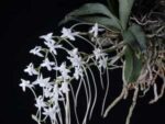 Aerangis somalensis