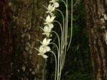 Aerangis spiculata