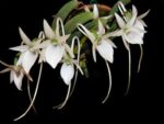 Angraecum aloifolium