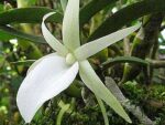 Angraecum didieri
